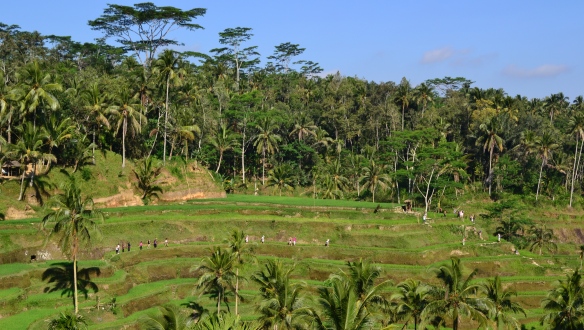 People trekking the rice terrace, this one is in Tegalalang (Ubud, Bali)